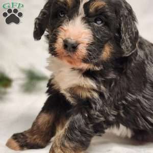 River, Bernedoodle Puppy